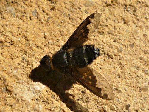 Hemipenthes velutina